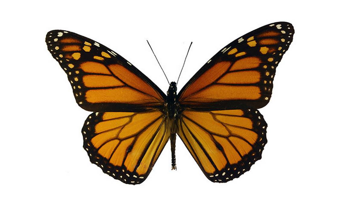 cuenco Haz un experimento rueda Animalia] Mariposas monarcas: las reinas de la migración - El Sol de  Cuernavaca | Noticias Locales, Policiacas, sobre México, Morelos y el Mundo