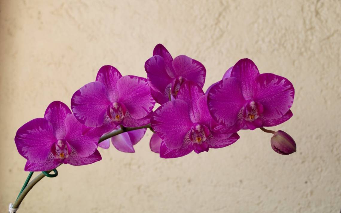 Orquídea, la planta ornamental por excelencia - El Sol de Cuernavaca |  Noticias Locales, Policiacas, sobre México, Morelos y el Mundo