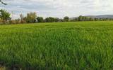 Por primer año el Gobierno municipal de Cuautla apoyará de manera directa a los productores de arroz, para que puedan continuar con la siembra