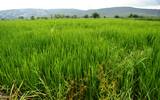 Con la siembra del arroz orgánico los productores pueden duplicar o triplicar la productividad de las tierras