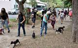 Coalición por la Defensa Animal de Morelos invita a la población a donar alimento en el Pabellón Reforma durante la III Caminata por la Adopción en Cuernavaca