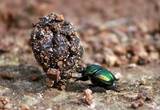 Los escarabajos rodadores, por ejemplo, cumplen con la función de enterrar las excretas del ganado en los ranchos.