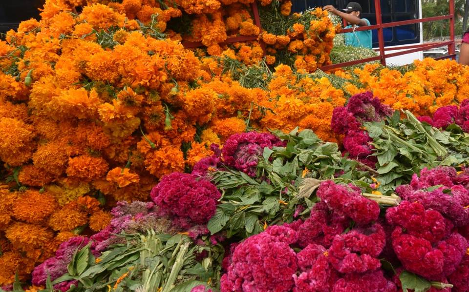Aumenta costo de la flor de cempasúchil - El Sol de Cuernavaca | Noticias  Locales, Policiacas, sobre México, Morelos y el Mundo