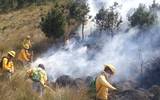 En lo que va del año se han registrado en el estado sólo 103 incendios forestales