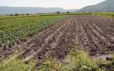 Informó la Secretaría de Desarrollo Agropecuario que en la zona Sur están aseguradas 50 mil hectáreas contra siniestros.