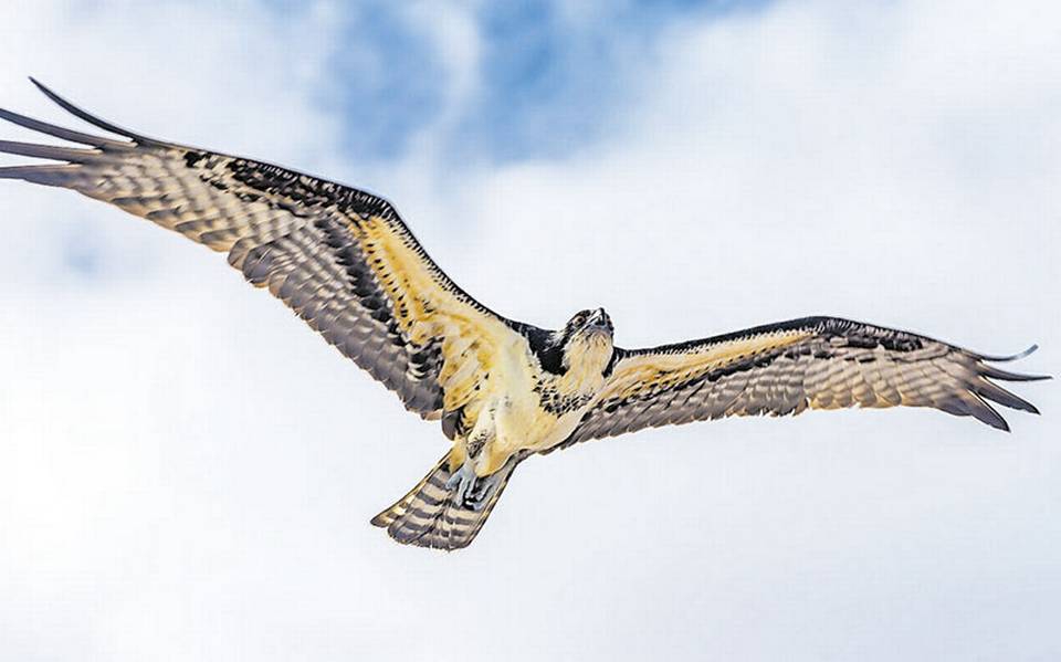 Animalia] La águila pescadora es una hábil cazadora - El Sol de Cuernavaca  | Noticias Locales, Policiacas, sobre México, Morelos y el Mundo