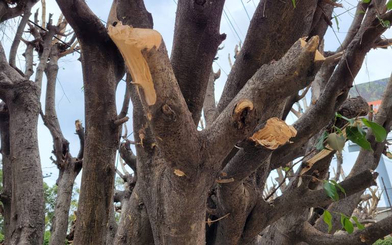 Poda de árboles genera que se desplomen con mayor facilidad - El Sol de  Cuernavaca | Noticias Locales, Policiacas, sobre México, Morelos y el Mundo