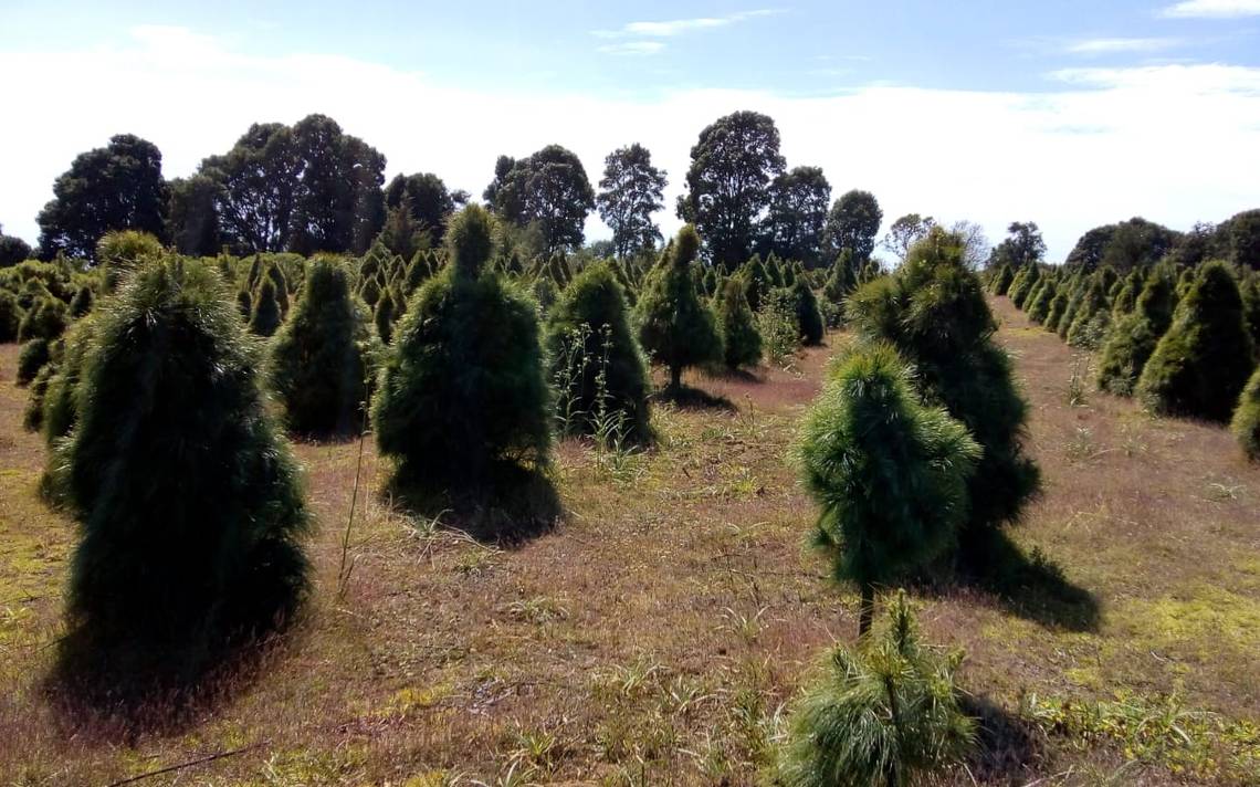 Aquí te decimos dónde comprar tu árbol de Navidad natural y legal - El Sol  de Cuernavaca | Noticias Locales, Policiacas, sobre México, Morelos y el  Mundo