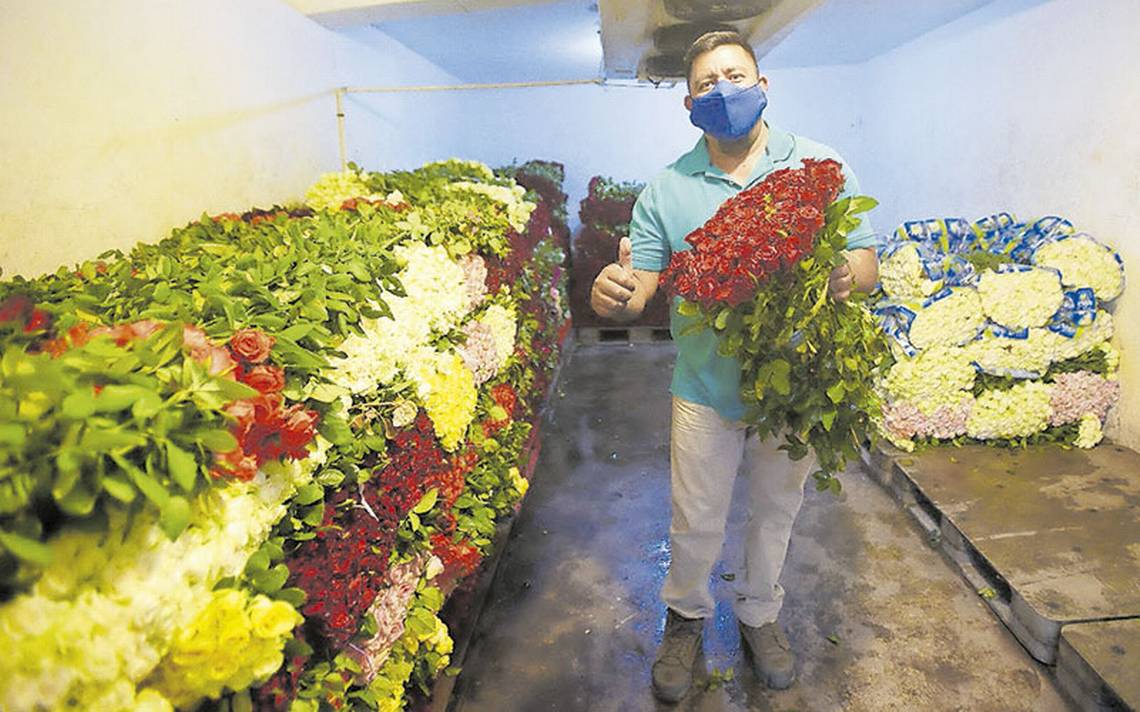 Productores prevén un repunte en la venta de rosas - El Sol de Cuernavaca |  Noticias Locales, Policiacas, sobre México, Morelos y el Mundo